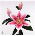 ΛΙΛΙΟΥΜ ΟΡΙΕΝΤΑΛ ΡΟΖ  LILIUM  OR  TIBER