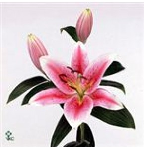 ΛΙΛΙΟΥΜ ΟΡΙΕΝΤΑΛ ΡΟΖ  LILIUM  OR  TIBER