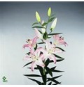 ΛΙΛΙΟΥΜ ΟΡ.ΔΙΧΡΩΜΟ  LILIUM  OR WILLEKE ALBERTI