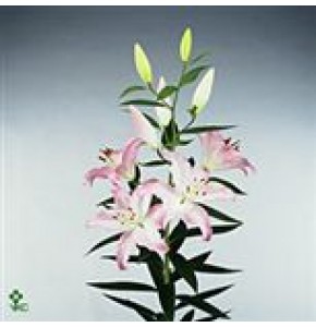 ΛΙΛΙΟΥΜ ΟΡ.ΔΙΧΡΩΜΟ  LILIUM  OR WILLEKE ALBERTI