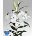 ΛΙΛΟΥΜ ΟΡΙΕΝΤΑΛ ΛΕΥΚΟ 5/7 LILIUM OR  ZAMBESI 5/7 SUPER