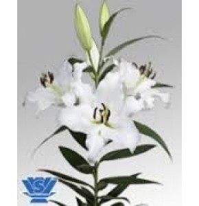 ΛΙΛΟΥΜ ΟΡΙΕΝΤΑΛ ΛΕΥΚΟ 5/7 LILIUM OR  ZAMBESI 5/7 SUPER