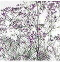 ΛΙΜΟΝΙΟΥΜ ΔΙΧΡ.  ΜΩΒ  LIMONIUM  BELTLAARD