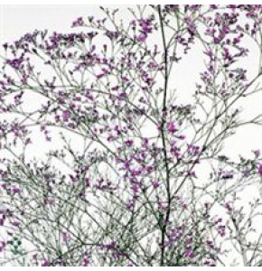 ΛΙΜΟΝΙΟΥΜ ΔΙΧΡ.  ΜΩΒ  LIMONIUM  BELTLAARD