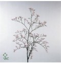 ΛΙΜΟΝΙΟΥΜ  ΡΟΖ   -LIMONIUM  PINK EMILLE