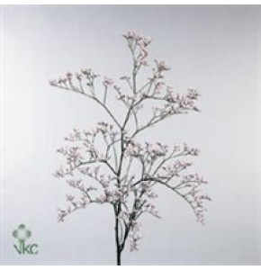 ΛΙΜΟΝΙΟΥΜ  ΡΟΖ   -LIMONIUM  PINK EMILLE