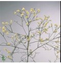 ΛΙΜΟΝΙΟΥΜ  ΛΕΥΚΟ  LIMONIUM WIT