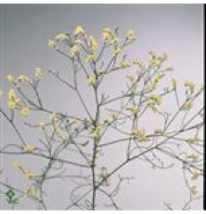 ΛΙΜΟΝΙΟΥΜ  ΛΕΥΚΟ  LIMONIUM WIT