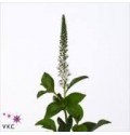 ΛΥΣΙΜΑΧΙΑ  ΛΕΥΚΗ  LYSIMACHIA  ELISABETH
