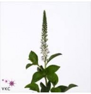 ΛΥΣΙΜΑΧΙΑ  ΛΕΥΚΗ  LYSIMACHIA  ELISABETH