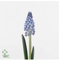 ΜΟΥΣΚΑΡΙ  ΜΠΛΕ .....-MUSCARI  BLUE