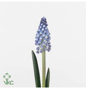 ΜΟΥΣΚΑΡΙ  ΜΠΛΕ .....-MUSCARI  BLUE