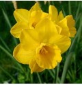 ΝΑΡΚΙΣΣΟΣ  ΚΙΤΡΙΝΟΣ Εισαγωγης  NARCISSUS  TAMARA 