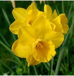 ΝΑΡΚΙΣΣΟΣ  ΚΙΤΡΙΝΟΣ Εισαγωγης  NARCISSUS  TAMARA 
