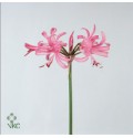 ΝΕΡΙΝΙΑ  ΡΟΖ .....-NERINE  FAVORIET