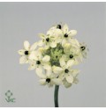 ΟΡΝΙΘΟΓΚΑΛΟΥΜ ΑΡΑΠ. ORNITH.  ARABICUM