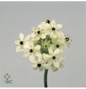 ΟΡΝΙΘΟΓΚΑΛΟΥΜ ΑΡΑΠ. ORNITH.  ARABICUM