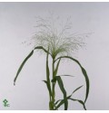 ΠΑΝΙΚΟΥΜ .............PANICUM  FOUNTAIN