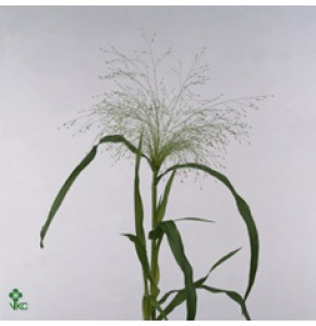 ΠΑΝΙΚΟΥΜ .............PANICUM  FOUNTAIN