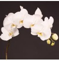 ΦΑΛΕΝΟΨΙΣ ΛΕΥΚΗ -PHAL.  KYOTO  WHITE