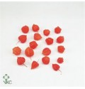 ΦΥΣΑΛΙΣ  ΑΝΘΟΣ  ...-PHYSALIS  LAMB. LOSE