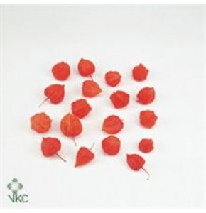 ΦΥΣΑΛΙΣ  ΑΝΘΟΣ  ...-PHYSALIS  LAMB. LOSE