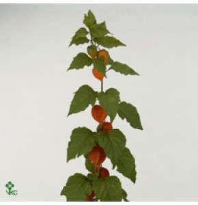 ΦΥΣΑΛΙΣ  ΚΛΑΔΙ...... -PHYSALIS  TAK