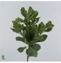 ΠΙΤΟΣΠΟΡΟΥΜ.........-PITTOSPORUM