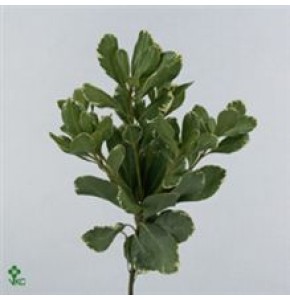 ΠΙΤΟΣΠΟΡΟΥΜ.........-PITTOSPORUM