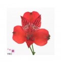 ΑΛΣΤΡΟΜΕΡΙΑ  ΚΟΚΚΙΝΗ  ALSTROMERIA NADIA