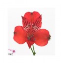 ΑΛΣΤΡΟΜΕΡΙΑ  ΚΟΚΚΙΝΗ  ALSTROMERIA NADIA