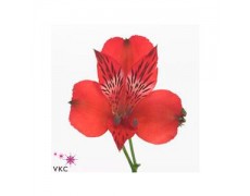 ΑΛΣΤΡΟΜΕΡΙΑ  ΚΟΚΚΙΝΗ  ALSTROMERIA NADIA