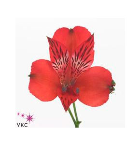ΑΛΣΤΡΟΜΕΡΙΑ  ΚΟΚΚΙΝΗ  ALSTROMERIA NADIA