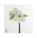 ΑΜΑΡΥΛΛΙΣ  ΛΕΥΚΗ AMARYLLIS CHRISTMAS GIFT