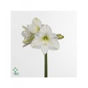 ΑΜΑΡΥΛΛΙΣ  ΛΕΥΚΗ AMARYLLIS CHRISTMAS GIFT