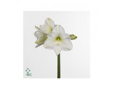 ΑΜΑΡΥΛΛΙΣ  ΛΕΥΚΗ AMARYLLIS CHRISTMAS GIFT