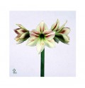 ΑΜΑΡΥΛΛΙΣ  ΔΙΧΡΩΜΗ AMARYLLIS  AMBIANCE