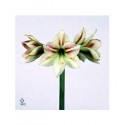 ΑΜΑΡΥΛΛΙΣ  ΔΙΧΡΩΜΗ AMARYLLIS  AMBIANCE