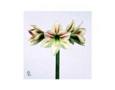 ΑΜΑΡΥΛΛΙΣ  ΔΙΧΡΩΜΗ AMARYLLIS  AMBIANCE
