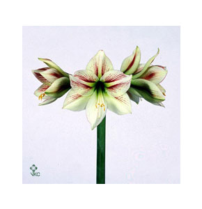 ΑΜΑΡΥΛΛΙΣ  ΔΙΧΡΩΜΗ AMARYLLIS  AMBIANCE