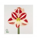 ΑΜΑΡΥΛΛΙΣ  ΔΙΧΡΩΜΗ AMARYLLIS CLOWN