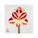 ΑΜΑΡΥΛΛΙΣ  ΔΙΧΡΩΜΗ AMARYLLIS CLOWN