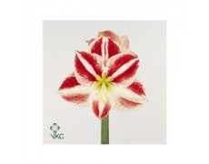 ΑΜΑΡΥΛΛΙΣ  ΔΙΧΡΩΜΗ AMARYLLIS CLOWN