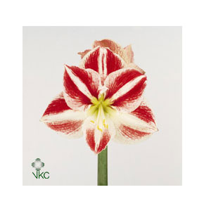 ΑΜΑΡΥΛΛΙΣ  ΔΙΧΡΩΜΗ AMARYLLIS CLOWN