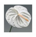 ΑΝΘΟΥΡΙΟ  ΛΕΥΚΟ  ANTHURIUM ACROPOLIS