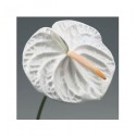 ΑΝΘΟΥΡΙΟ  ΛΕΥΚΟ  ANTHURIUM ACROPOLIS