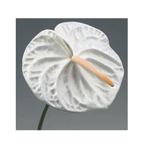 ΑΝΘΟΥΡΙΟ  ΛΕΥΚΟ  ANTHURIUM ACROPOLIS