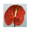 ΑΝΘΟΥΡΙΟ  ΚΟΚΚΙΝΟ  ANTHURIUM  CALISTO