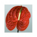 ΑΝΘΟΥΡΙΟ  ΚΟΚΚΙΝΟ  ANTHURIUM  CALISTO