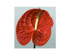 ΑΝΘΟΥΡΙΟ  ΚΟΚΚΙΝΟ  ANTHURIUM  CALISTO